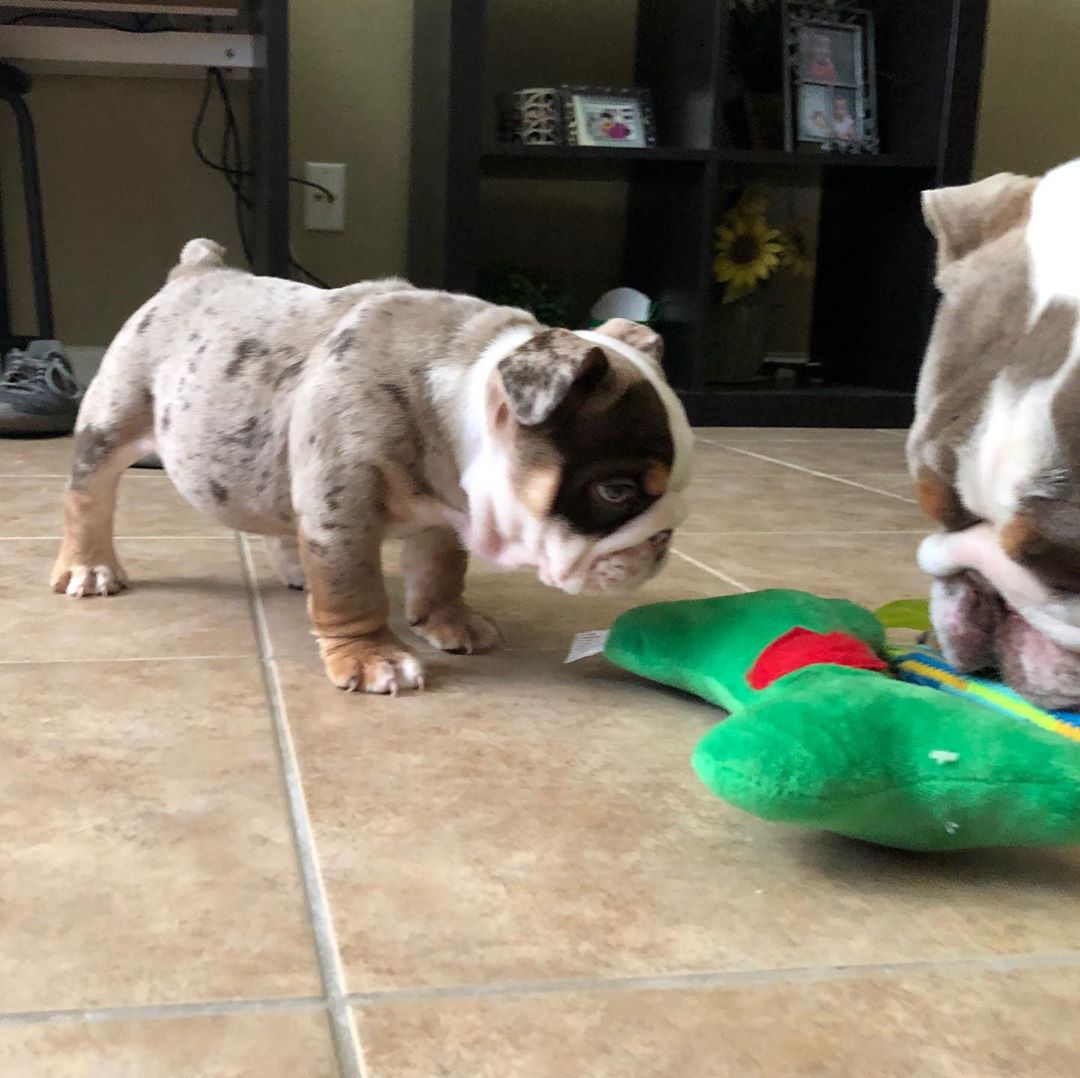 Englische Bulldogge